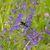 _MGL3278blauwzwartehoutbij