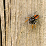 _MGL7202vuurspringer