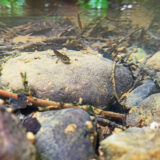 vuursalamander_20250525_142531